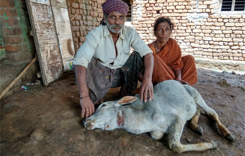 The 10,000th Wild Seve case involved a leopard killing this calf in the village of  Shivapura.  CREDIT: WCS